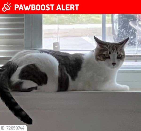 Lost Male Cat last seen Fairfield and Sandy Hill Road or Fairfield and Main Street, Plymouth Township, PA 19462
