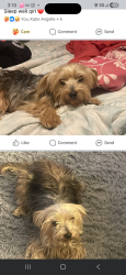 Lost Female Dog last seen Kartchner boudin , Scott, LA 70583
