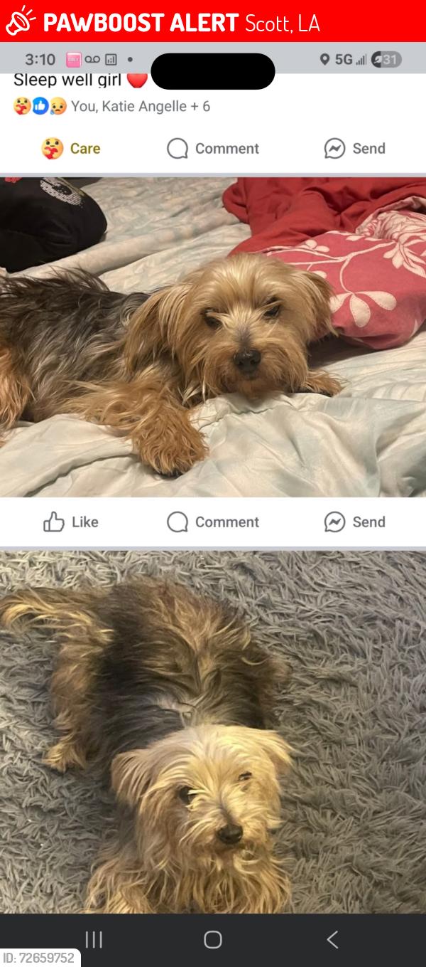 Lost Female Dog last seen Kartchner boudin , Scott, LA 70583