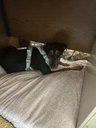 Reunited Female Dog last seen Coors and Gun Club, Albuquerque, NM 87121