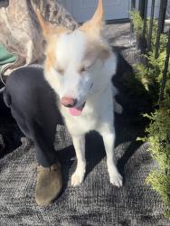 Found/Stray Female Dog last seen Near Indian mound, Cincinnati, OH 45212