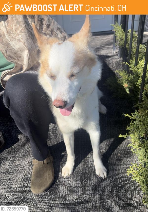 Found/Stray Female Dog last seen Near Indian mound, Cincinnati, OH 45212
