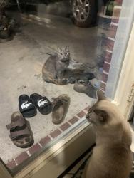 Found/Stray Female Cat last seen Near Dixie farm rd, Pearland, TX 77089