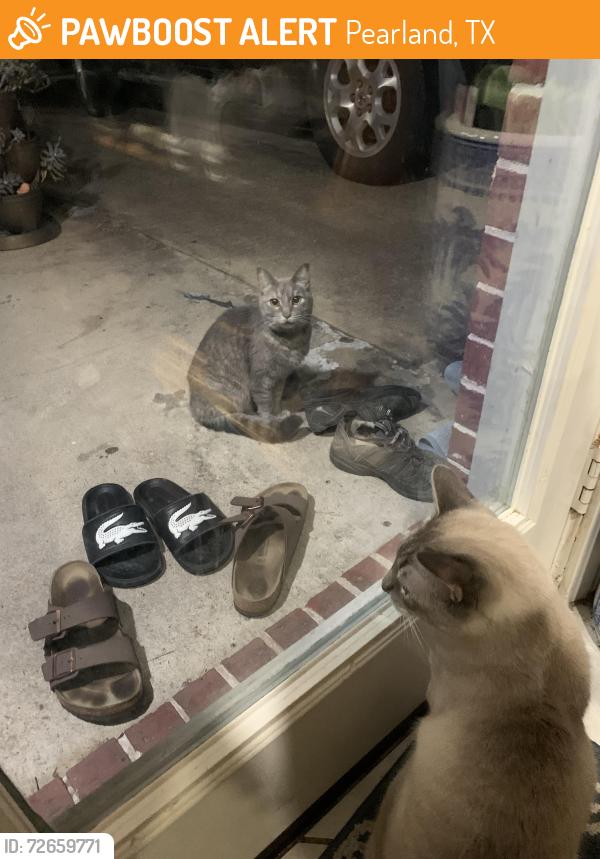 Found/Stray Female Cat last seen Near Dixie farm rd, Pearland, TX 77089
