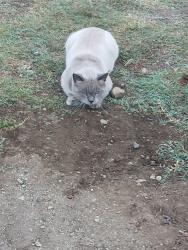 Lost Male Cat last seen Palmetto and marygold, Fontana, CA 92335