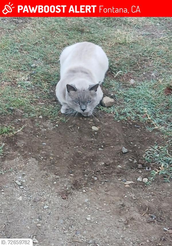 Lost Male Cat last seen Palmetto and marygold, Fontana, CA 92335