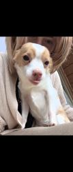 Lost Female Dog last seen N/a, Rainier, OR 97048