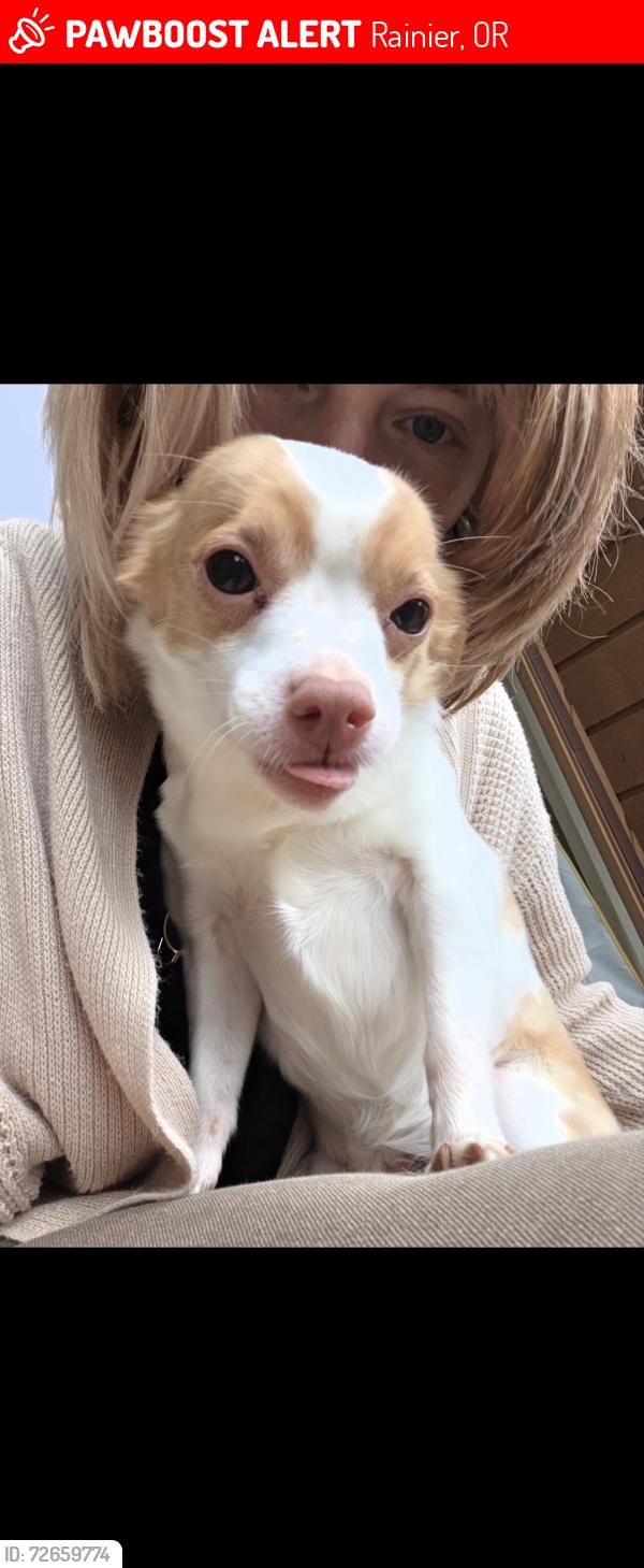 Lost Female Dog last seen N/a, Rainier, OR 97048