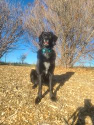 Lost Female Dog last seen Strathmore , Strathmore, AB 