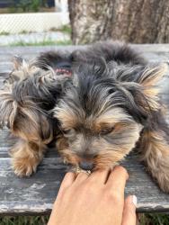 Lost Female Dog last seen New Creech Rd Selma Nc, Selma, NC 27576