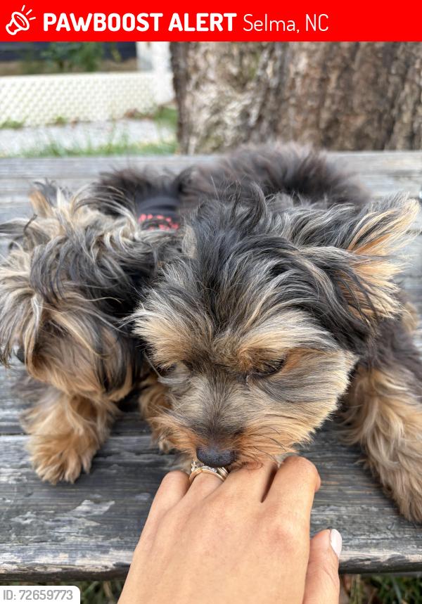 Lost Female Dog last seen New Creech Rd Selma Nc, Selma, NC 27576