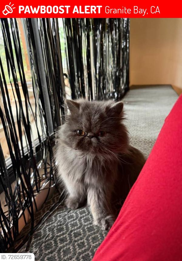Lost Female Cat last seen Granite bay , Granite Bay, CA 95746
