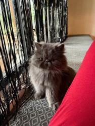 Lost Female Cat last seen Granite bay , Granite Bay, CA 95746