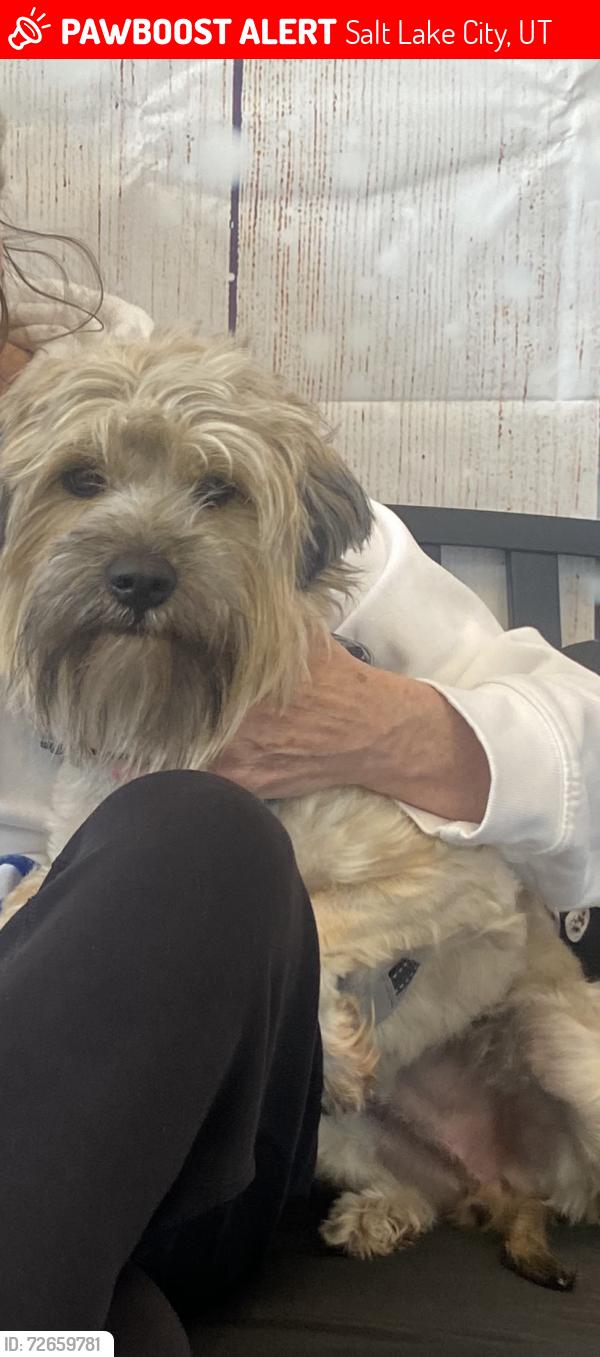 Lost Male Dog last seen Near S. , Salt Lake City, UT 84129