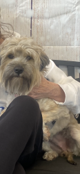 Lost Male Dog last seen Near S. , Salt Lake City, UT 84129
