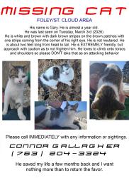Lost Male Cat last seen Highway 23 and 62nd st, Foley, MN 56329