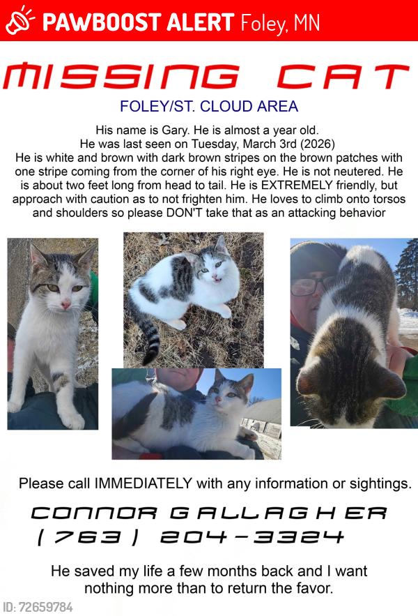 Lost Male Cat last seen Highway 23 and 62nd st, Foley, MN 56329