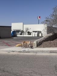 Found/Stray Unknown Dog last seen Near Walmart Supercenter on Mesa, El Paso, TX 79922