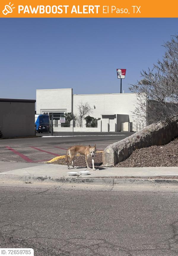 Found/Stray Unknown Dog last seen Near Walmart Supercenter on Mesa, El Paso, TX 79922