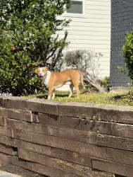 Found/Stray Male Dog last seen Near S.Southeast Loop 323 Tyler, TX 75701 United States, Tyler, TX 75701