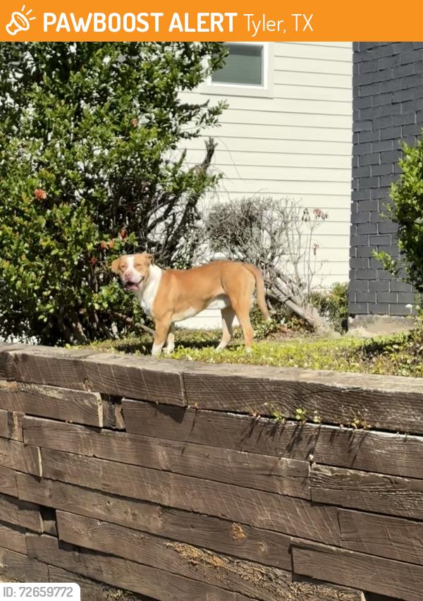 Found/Stray Male Dog last seen Near S.Southeast Loop 323 Tyler, TX 75701 United States, Tyler, TX 75701