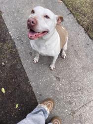 Found/Stray Female Dog last seen Milburn drive Fayetteville , Fayetteville, NC 28314