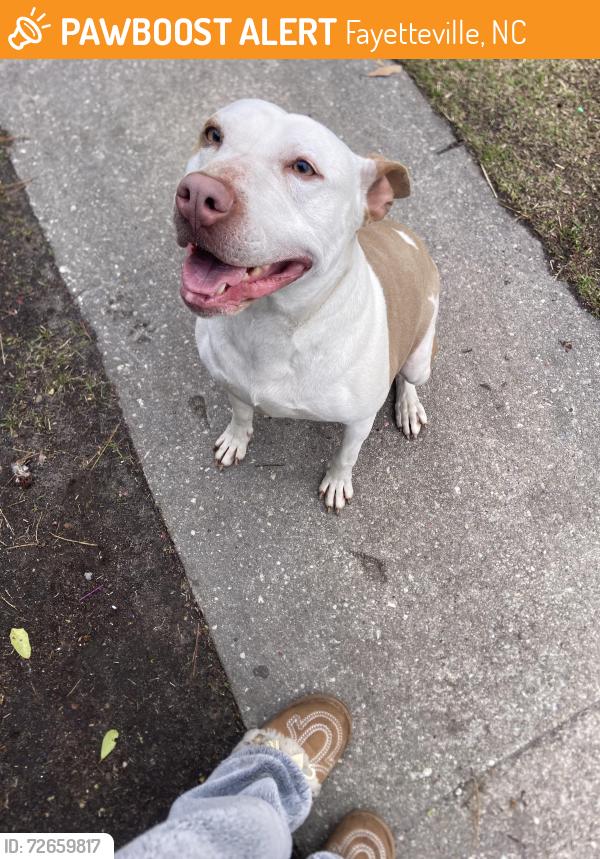 Found/Stray Female Dog last seen Milburn drive Fayetteville , Fayetteville, NC 28314