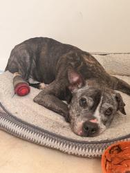 Found/Stray Female Dog last seen Lakeuhurst, Port St. Lucie, FL 34983