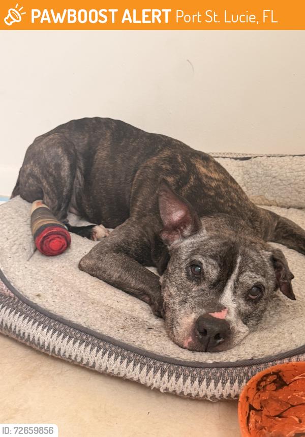 Found/Stray Female Dog last seen Lakeuhurst, Port St. Lucie, FL 34983