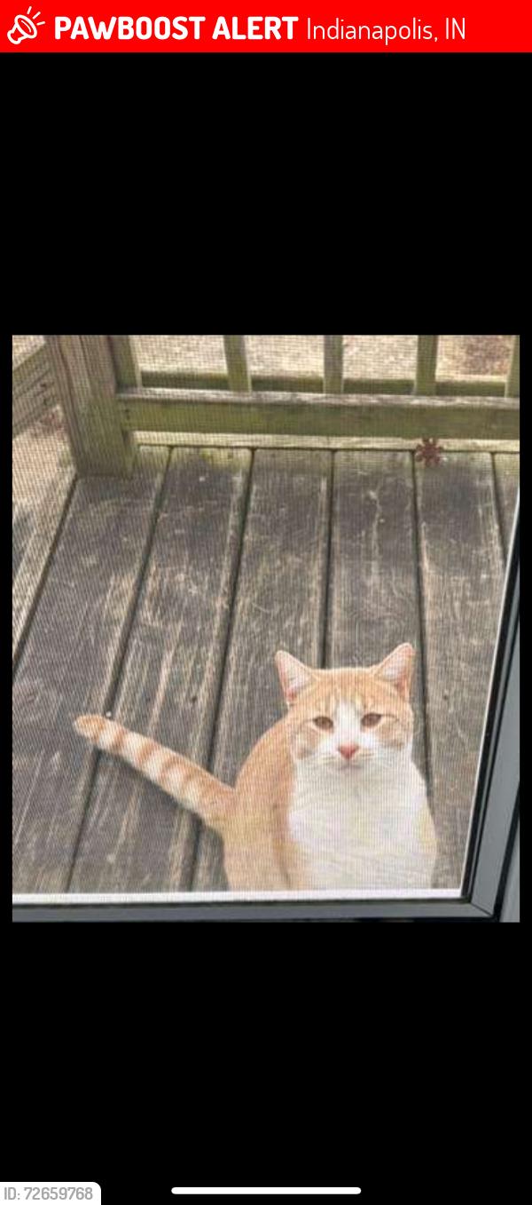 Lost Male Cat last seen Chocta way it’s trailer parks , Indianapolis, IN 46219