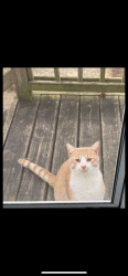 Lost Male Cat last seen Chocta way it’s trailer parks , Indianapolis, IN 46219