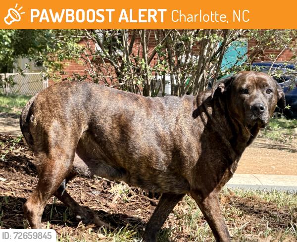 Found/Stray Female Dog last seen Woodstream Dr, Charlotte, NC 28210