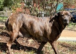 Found/Stray Female Dog last seen Woodstream Dr, Charlotte, NC 28210