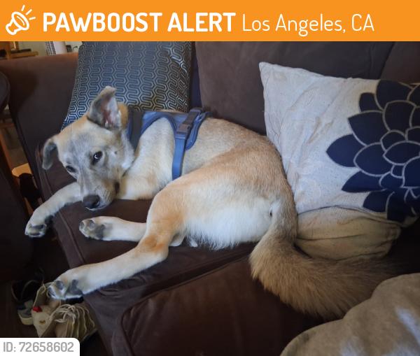 Found/Stray Female Dog last seen Sayre and Bromont Ave , Los Angeles, CA 91342