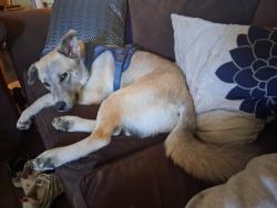 Found/Stray Female Dog last seen Sayre and Bromont Ave , Los Angeles, CA 91342