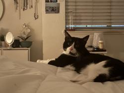 Lost Male Cat last seen Clartina Ave, Modesto, CA 95356