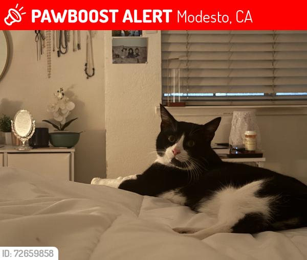 Lost Male Cat last seen Clartina Ave, Modesto, CA 95356