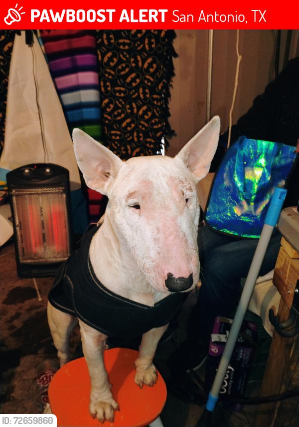 Lost Male Dog last seen Near rivers, San Antonio, TX 78233
