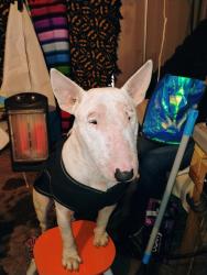 Lost Male Dog last seen Near rivers, San Antonio, TX 78233