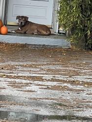 Found/Stray Unknown Dog last seen nursery rd & view top dr, Clearwater, FL 33764