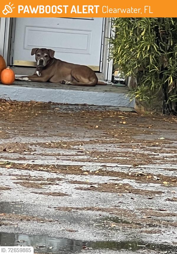 Found/Stray Unknown Dog last seen nursery rd & view top dr, Clearwater, FL 33764