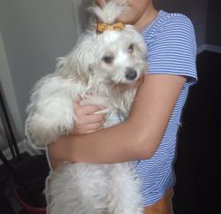 Lost Female Dog last seen Near Windsor wood ln, Norcross, GA 30071
