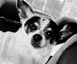Lost Male Dog last seen Near Alameda de Las Pulgas San Mateo, CA 94403, San Mateo, CA 94403