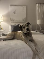 Lost Male Dog last seen E fisher way , New Bern, NC 28560