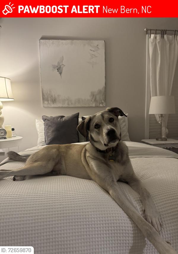 Lost Male Dog last seen E fisher way , New Bern, NC 28560