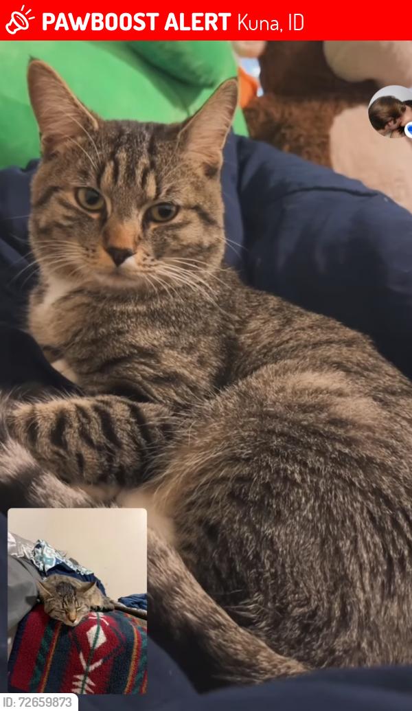Lost Male Cat last seen Hubbard, Kuna, ID 83634