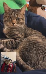 Lost Male Cat last seen Hubbard, Kuna, ID 83634