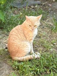 Lost Male Cat last seen Park St near Andover, San Francisco, CA 94110