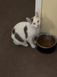 Lost Male Cat last seen Deaton Dr and Dafter Dr , San Diego, CA 92102