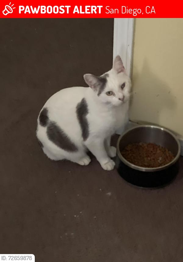 Lost Male Cat last seen Deaton Dr and Dafter Dr , San Diego, CA 92102